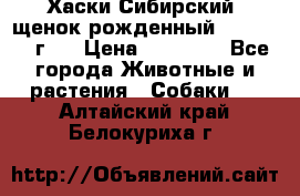Хаски Сибирский (щенок рожденный 20.03.2017г.) › Цена ­ 25 000 - Все города Животные и растения » Собаки   . Алтайский край,Белокуриха г.